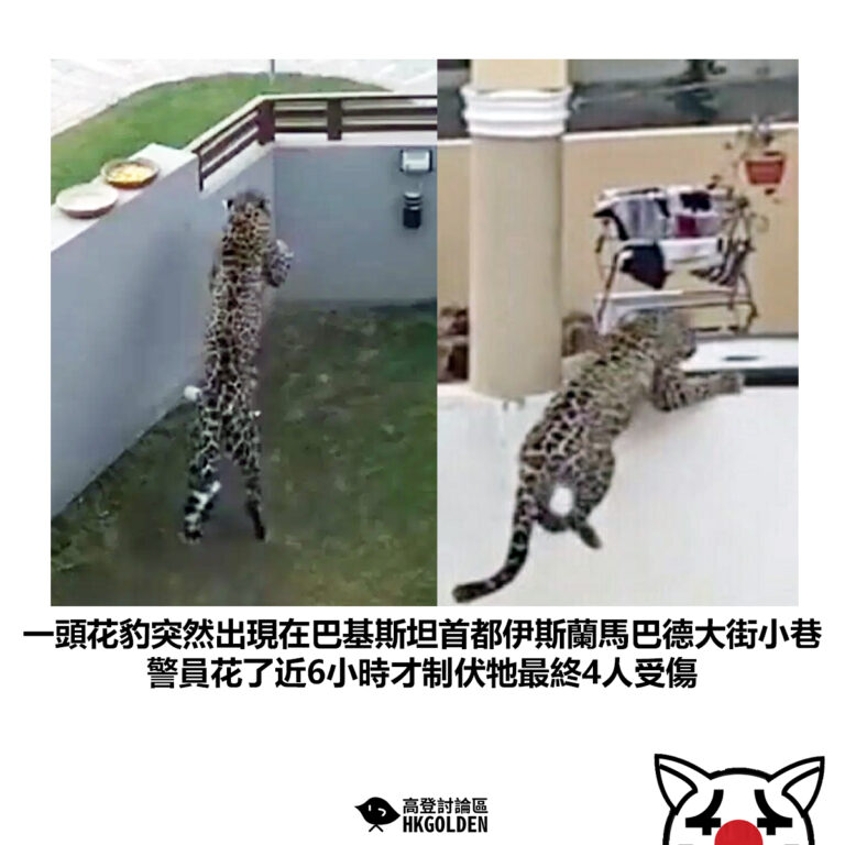 【一頭花豹突然出現在巴基斯坦首都伊斯蘭馬巴德大街小巷 警員花了近6小時才制伏牠最終4人受傷】