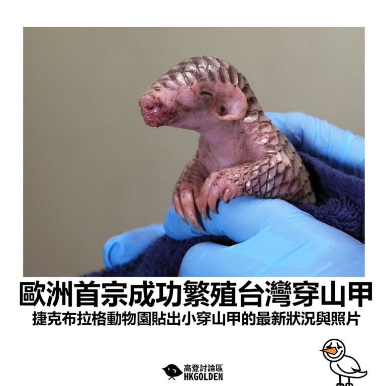 【歐洲首宗成功繁殖台灣穿山甲 捷克布拉格動物園貼出小穿山甲的最新狀況與照片】