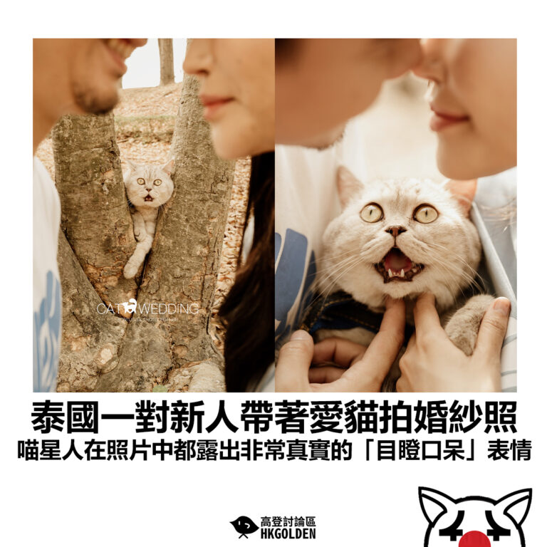 【泰國一對新人帶著愛貓拍婚紗照 喵星人在照片中都露出非常真實的「目瞪口呆」表情】