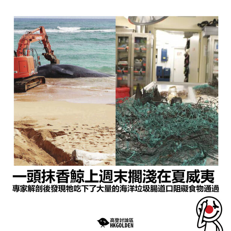 【一頭抹香鯨上週末擱淺在夏威夷 專家解剖後發現牠吃下了大量的海洋垃圾腸道口阻礙食物通過】