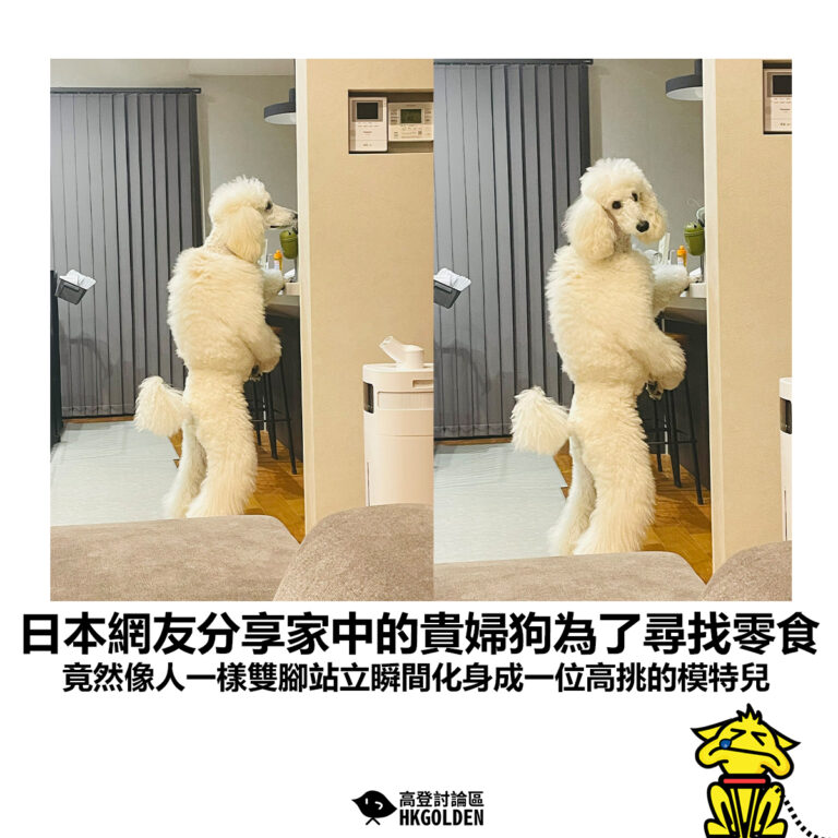 【日本網友分享家中的貴婦狗為了尋找零食 竟然像人一樣雙腳站立瞬間化身成一位高挑的模特兒】