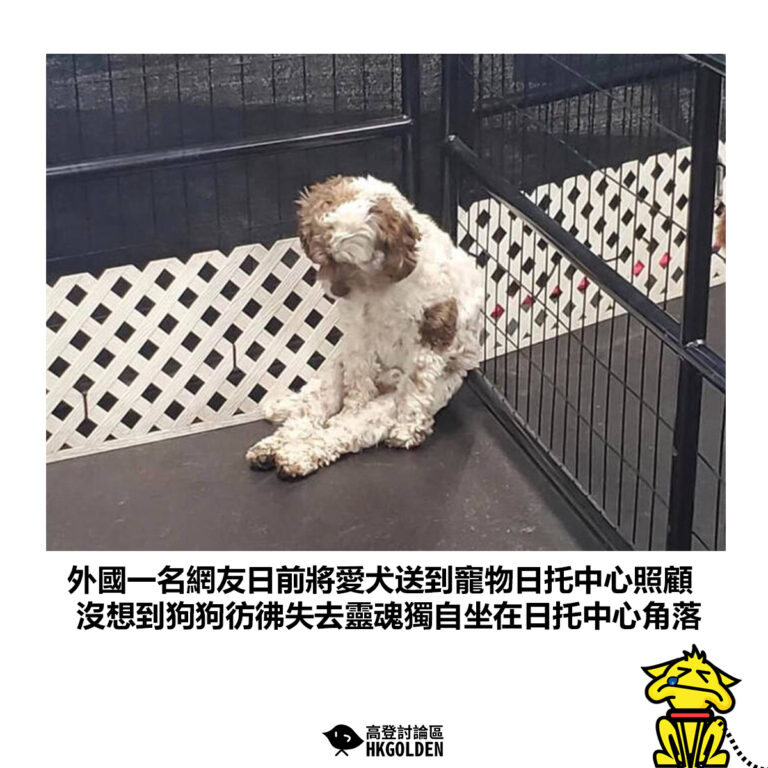 【外國一名網友日前將愛犬送到寵物日托中心照顧 沒想到狗狗彷彿失去靈魂獨自坐在日托中心角落】