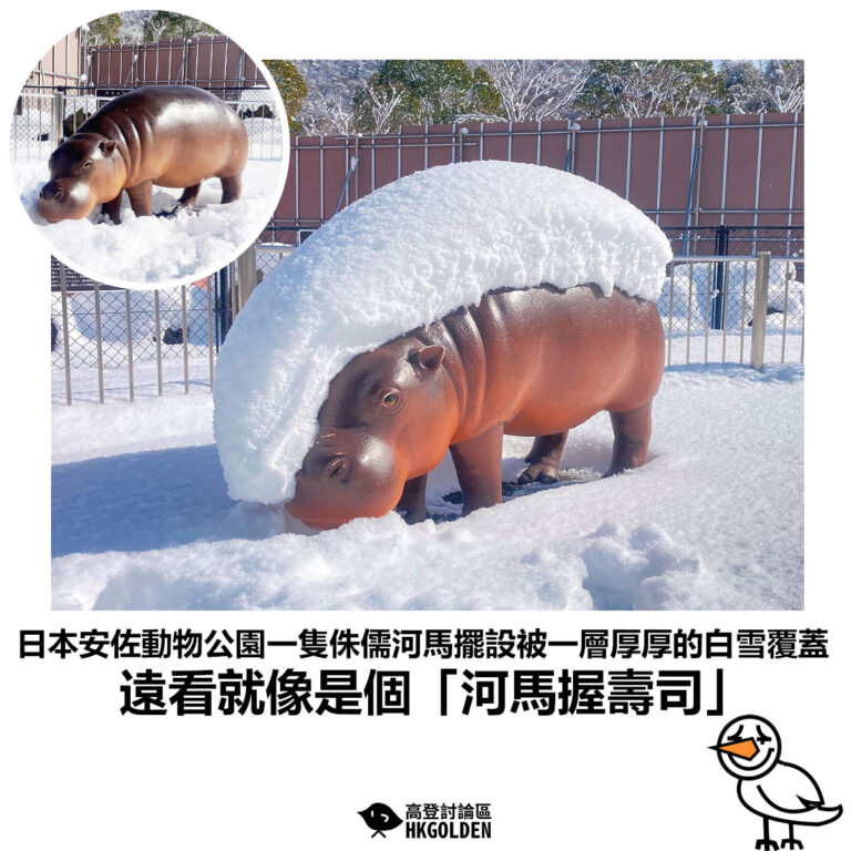 【日本安佐動物公園一隻侏儒河馬擺設被一層厚厚的白雪覆蓋 遠看就像是個「河馬握壽司」】