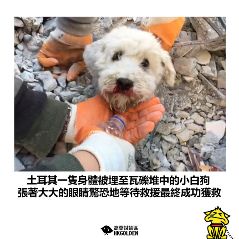 【土耳其一隻身體被埋至瓦礫堆中的小白狗  張著大大的眼睛驚恐地等待救援最終成功獲救】