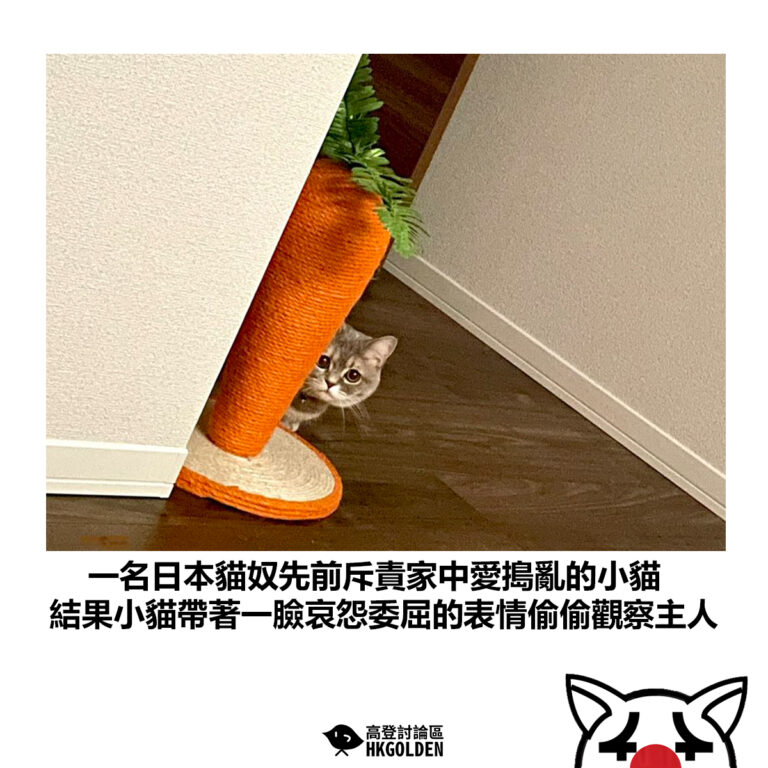 【一名日本貓奴先前斥責家中愛搗亂的小貓 結果小貓帶著一臉哀怨委屈的表情偷偷觀察主人】