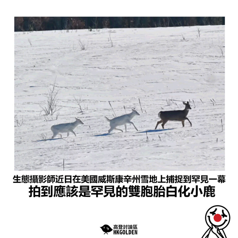 【生態攝影師近日在美國威斯康辛州雪地上捕捉到罕見一幕 拍到應該是罕見的雙胞胎白化小鹿】