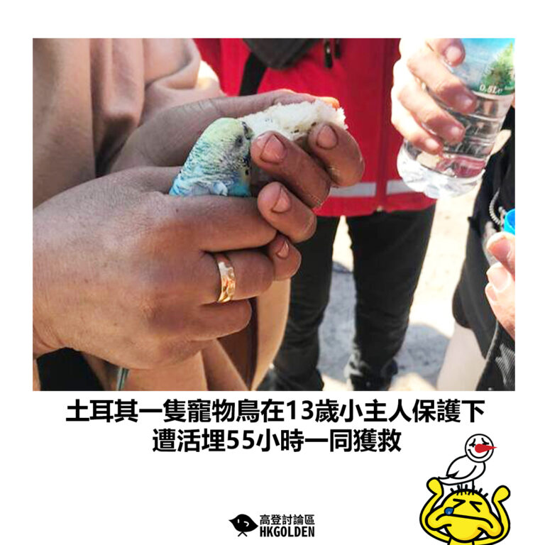 【土耳其一隻寵物鳥在13歲小主人保護下 遭活埋55小時一同獲救】