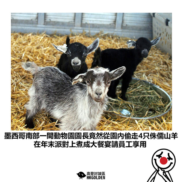 【墨西哥南部一間動物園園長竟然從園內偷走4只侏儒山羊 在年末派對上煮成大餐宴請員工享用】
