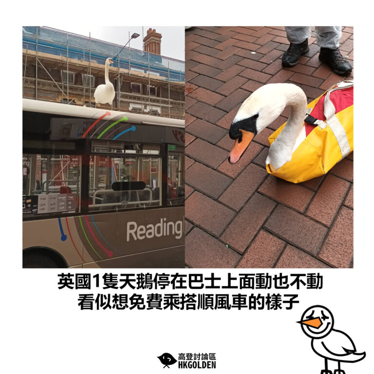 【英國1隻天鵝停在巴士上面動也不動  看似想免費乘搭順風車的樣子】