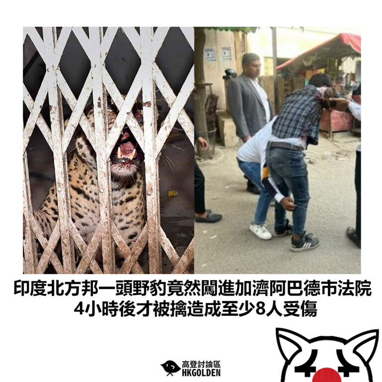 【印度北方邦一頭野豹竟然闖進加濟阿巴德市法院 4小時後才被擒造成至少8人受傷】