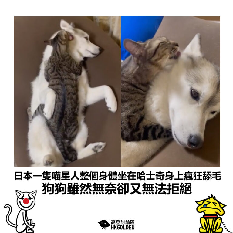 【日本一隻喵星人整個身體坐在哈士奇身上瘋狂舔毛 狗狗雖然無奈卻又無法拒絕】