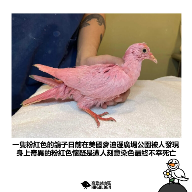【一隻粉紅色的鴿子日前在美國麥迪遜廣場公園被人發現 身上奇異的粉紅色懷疑是遭人刻意染色最終不幸死亡 】