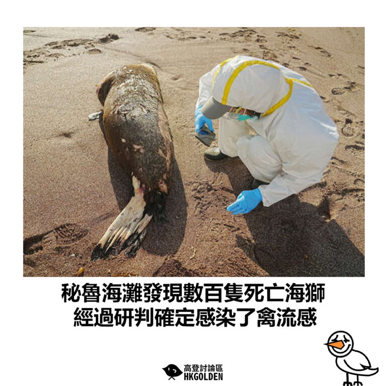 【秘魯海灘發現數百隻死亡海獅  經過研判確定感染了禽流感】