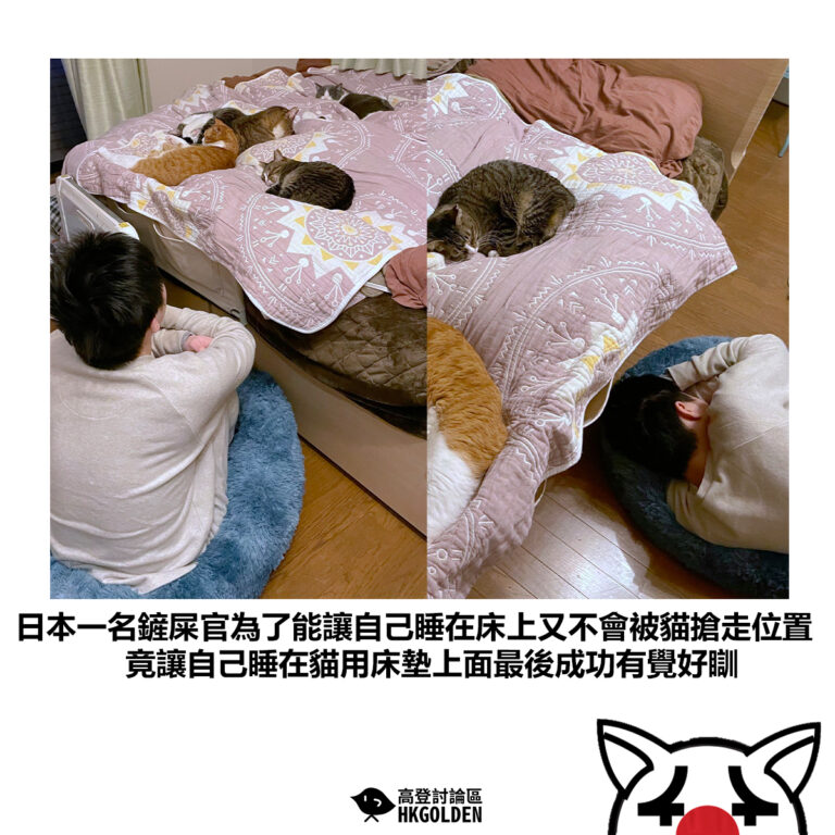 【日本一名鏟屎官為了能讓自己睡在床上又不會被貓搶走位置 竟讓自己睡在貓用床墊上面最後成功有覺好瞓】