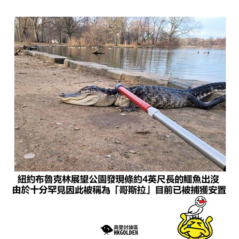 【紐約布魯克林展望公園發現條約4英尺長的鱷魚出沒 由於十分罕見因此被稱為「哥斯拉」目前已被捕獲安置】