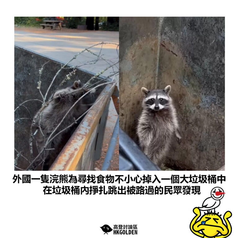 【外國一隻浣熊為尋找食物不小心掉入一個大垃圾桶中 在垃圾桶內掙扎跳出被路過的民眾發現】