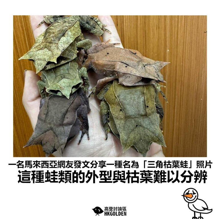 【一名馬來西亞網友發文分享一種名為「三角枯葉蛙」照片 這種蛙類的外型與枯葉難以分辨】