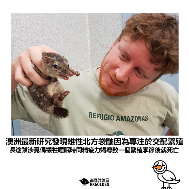 【澳洲最新研究發現雄性北方袋鼬因為專注於交配繁殖 長途跋涉覓偶犧牲睡眠時間精疲力竭導致一個繁殖季節後就死亡】