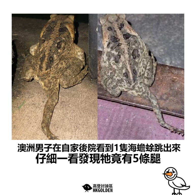 【澳洲男子在自家後院看到1隻海蟾蜍跳出來  仔細一看發現牠竟有5條腿】