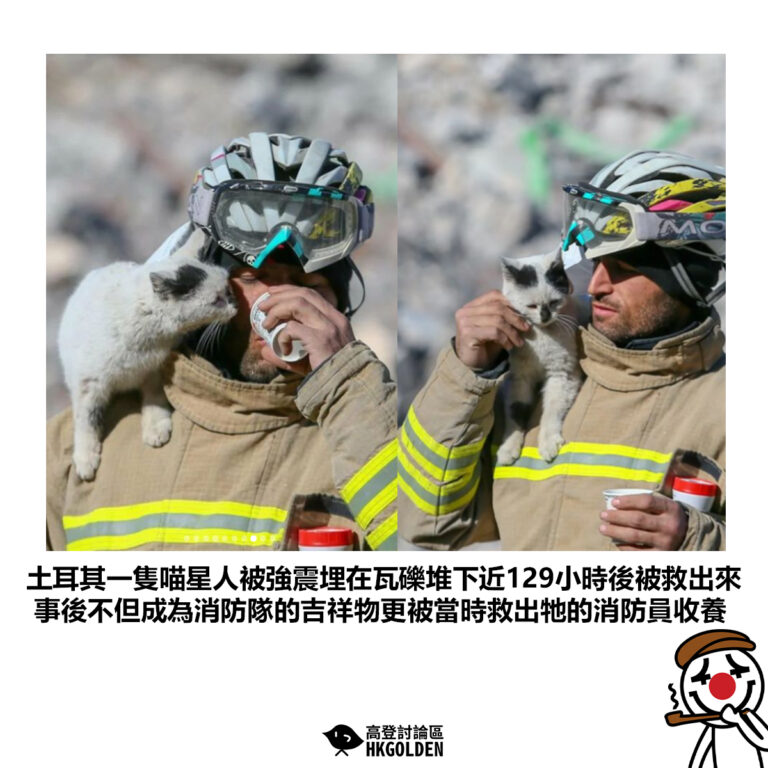 【土耳其一隻喵星人被強震埋在瓦礫堆下近129小時後被救出來 事後不但成為消防隊的吉祥物更被當時救出牠的消防員收養】