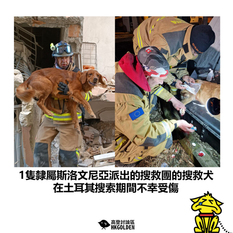 【1隻隸屬斯洛文尼亞派出的搜救團的搜救犬 在土耳其搜索期間不幸受傷】