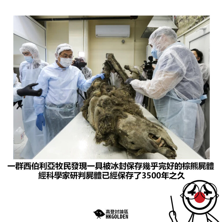 【一群西伯利亞牧民發現一具被冰封保存幾乎完好的棕熊屍體 經科學家研判屍體已經保存了3500年之久】