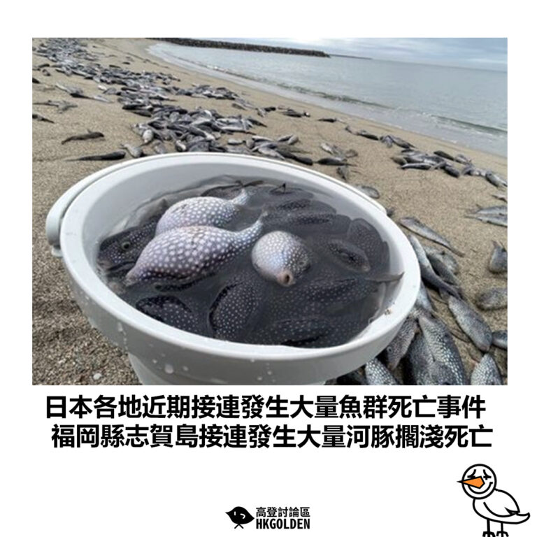 【日本各地近期接連發生大量魚群死亡事件 福岡縣志賀島接連發生大量河豚擱淺死亡】