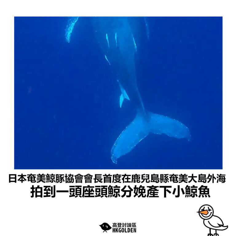 【日本奄美鯨豚協會會長首度在鹿兒島縣奄美大島外海 拍到一頭座頭鯨分娩產下小鯨魚】
