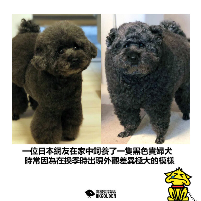 【一位日本網友在家中飼養了一隻黑色貴婦犬 時常因為在換季時出現外觀差異極大的模樣】