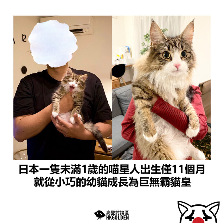 【日本一隻未滿1歲的喵星人出生僅11個月 就從小巧的幼貓成長為巨無霸貓皇】