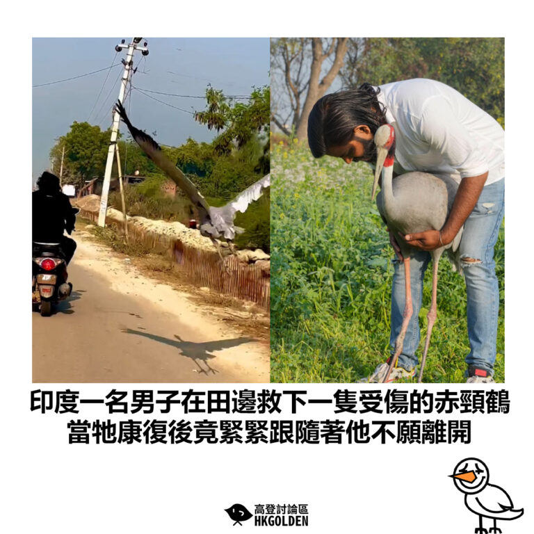 【印度一名男子在田邊救下一隻受傷的赤頸鶴 當牠康復後竟緊緊跟隨著他不願離開】