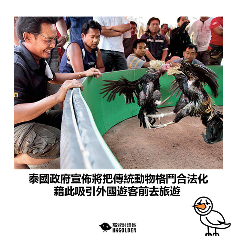 【泰國政府宣佈將把傳統動物格鬥合法化 藉此吸引外國遊客前去旅遊】