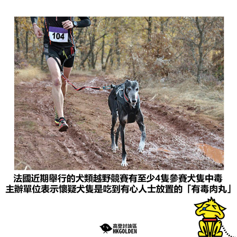 【法國近期舉行的犬類越野競賽有至少4隻參賽犬隻中毒 主辦單位表示懷疑犬隻是吃到有心人士放置的「有毒肉丸」】
