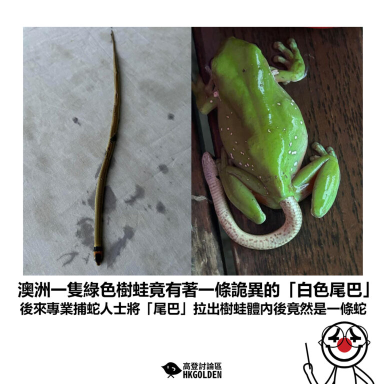 【澳洲一隻綠色樹蛙竟有著一條詭異的「白色尾巴」 後來專業捕蛇人士將「尾巴」拉出樹蛙體內後竟然是一條蛇】