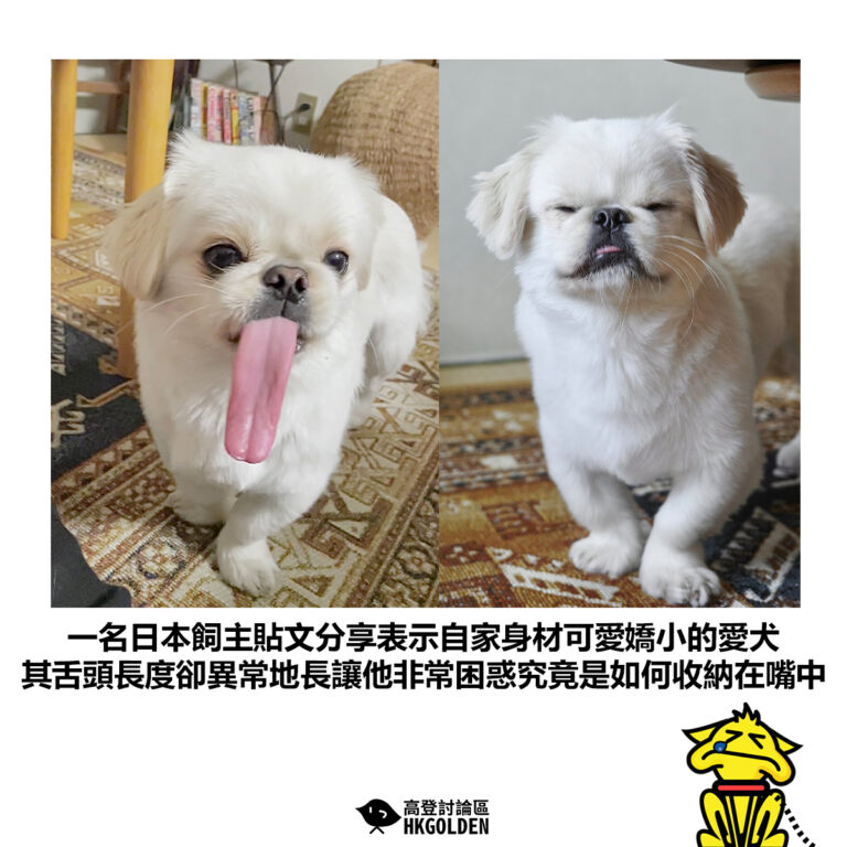 【一名日本飼主貼文分享表示自家身材可愛嬌小的愛犬 其舌頭長度卻異常地長讓他非常困惑究竟是如何收納在嘴中】