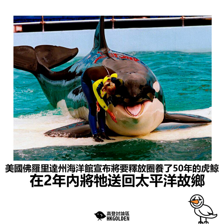 【美國佛羅里達州海洋館宣布將要釋放圈養了50年的虎鯨 在2年內將牠送回太平洋故鄉】