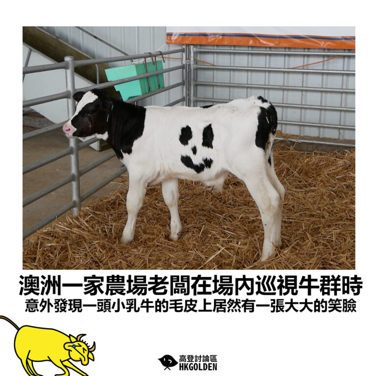 【澳洲一家農場老闆在場內巡視牛群時 意外發現一頭小乳牛的毛皮上居然有一張大大的笑臉】