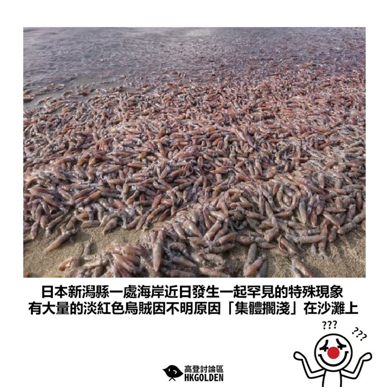 【日本新潟縣一處海岸近日發生一起罕見的特殊現象 有大量的淡紅色烏賊因不明原因「集體擱淺」在沙灘上】