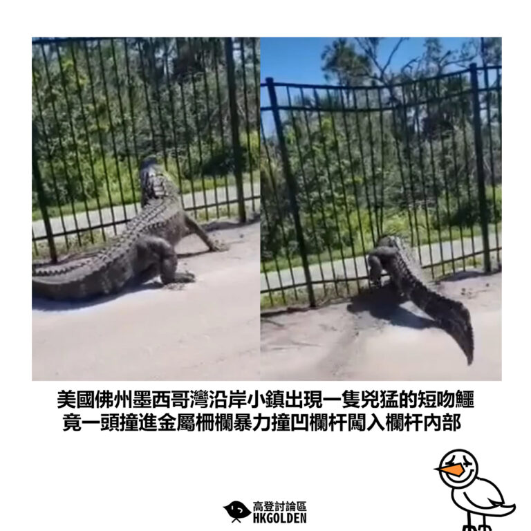 【美國佛州墨西哥灣沿岸小鎮出現一隻兇猛的短吻鱷 竟一頭撞進金屬柵欄暴力撞凹欄杆闖入欄杆內部】