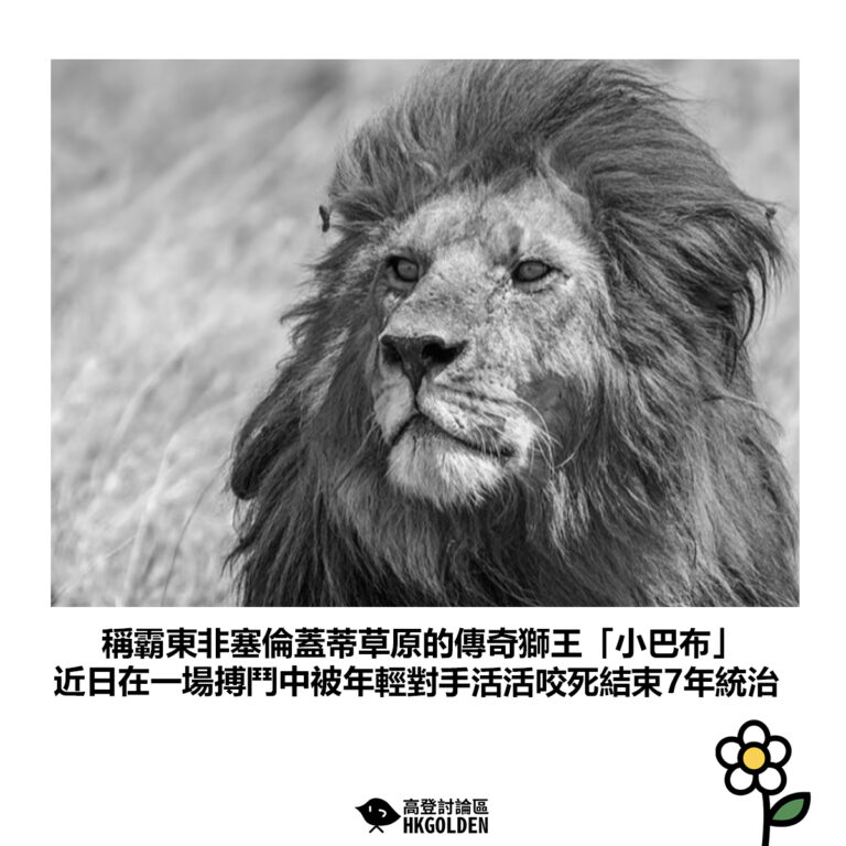 【稱霸東非塞倫蓋蒂草原的傳奇獅王「小巴布」 近日在一場搏鬥中被年輕對手活活咬死結束7年統治】