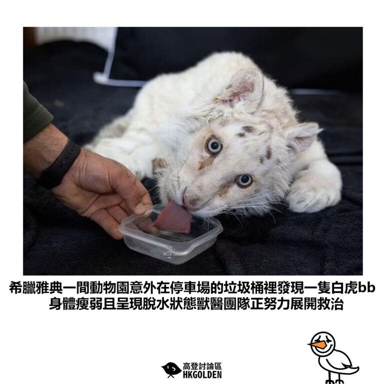 【希臘雅典一間動物園意外在停車場的垃圾桶裡發現一隻白虎bb身體瘦弱且呈現脫水狀態獸醫團隊正努力展開救治】