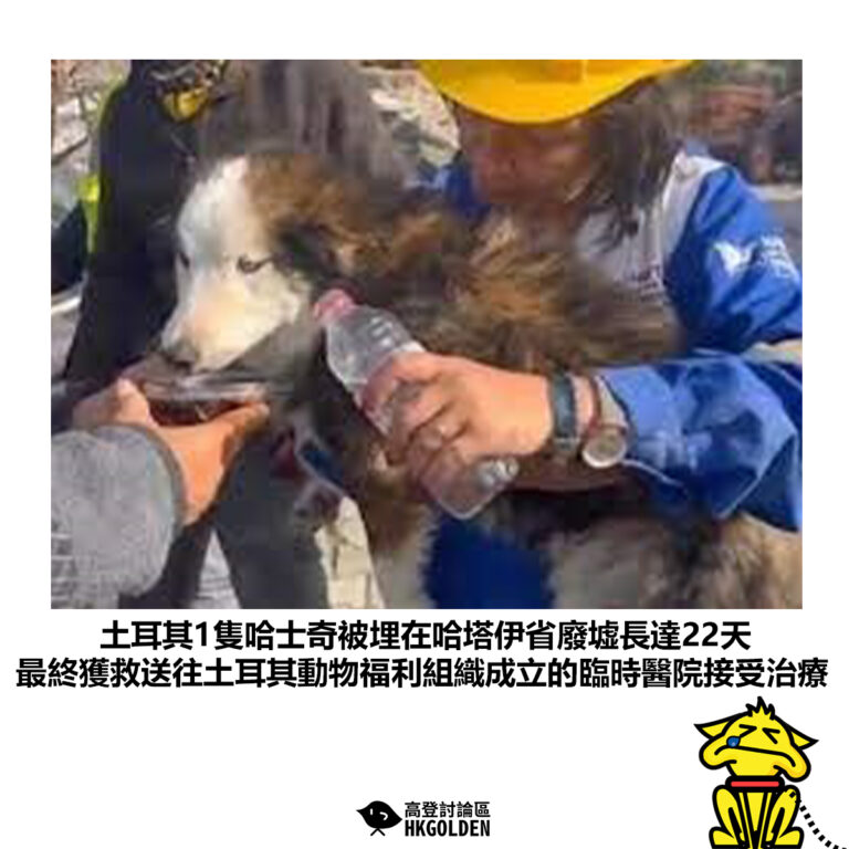 【土耳其1隻哈士奇被埋在哈塔伊省廢墟長達22天 最終獲救送往土耳其動物福利組織成立的臨時醫院接受治療】