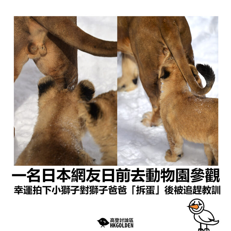 【一名日本網友日前去動物園參觀  幸運拍下小獅子對獅子爸爸「拆蛋」後被追趕教訓】