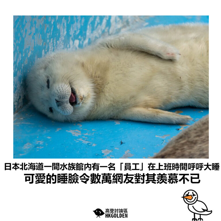 【日本北海道一間水族館內有一名「員工」在上班時間呼呼大睡 可愛的睡臉令數萬網友對其羨慕不已】