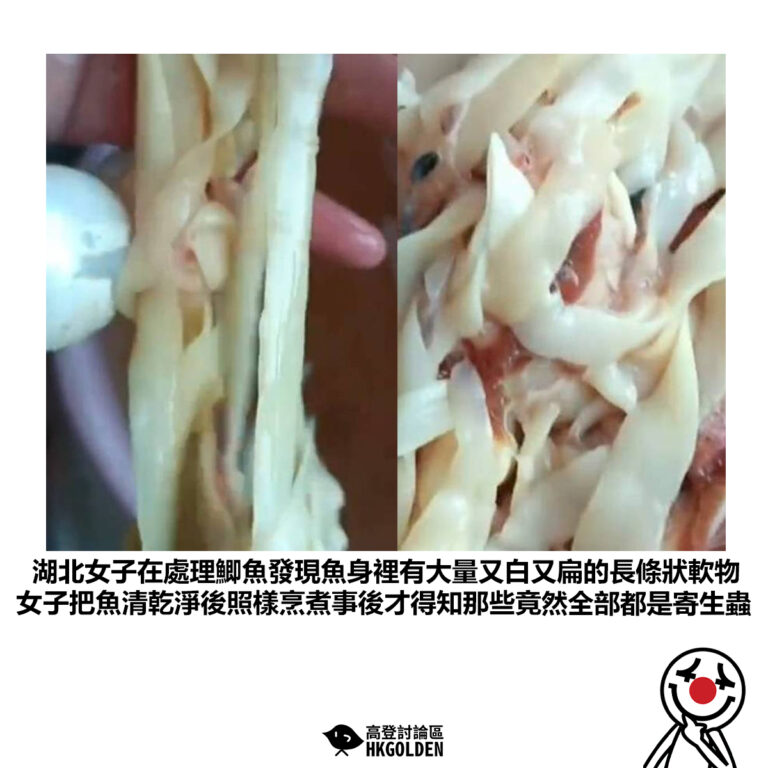 【湖北女子在處理鯽魚發現魚身裡有大量又白又扁的長條狀軟物 女子把魚清乾淨後照樣烹煮事後才得知那些竟然全部都是寄生蟲】