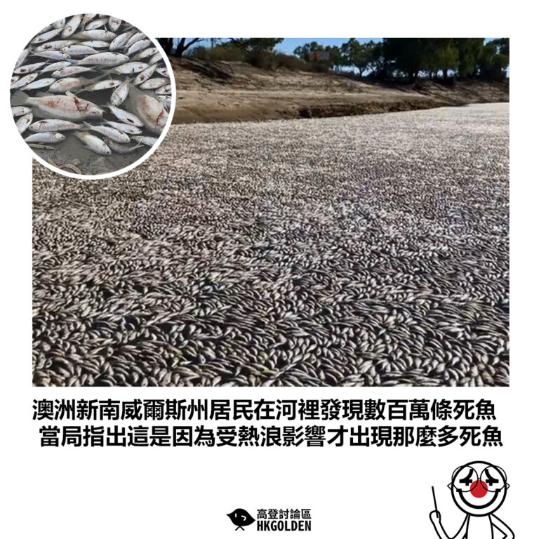 【澳洲新南威爾斯州居民在河裡發現數百萬條死魚 當局指出這是因為受熱浪影響才出現那麼多死魚】