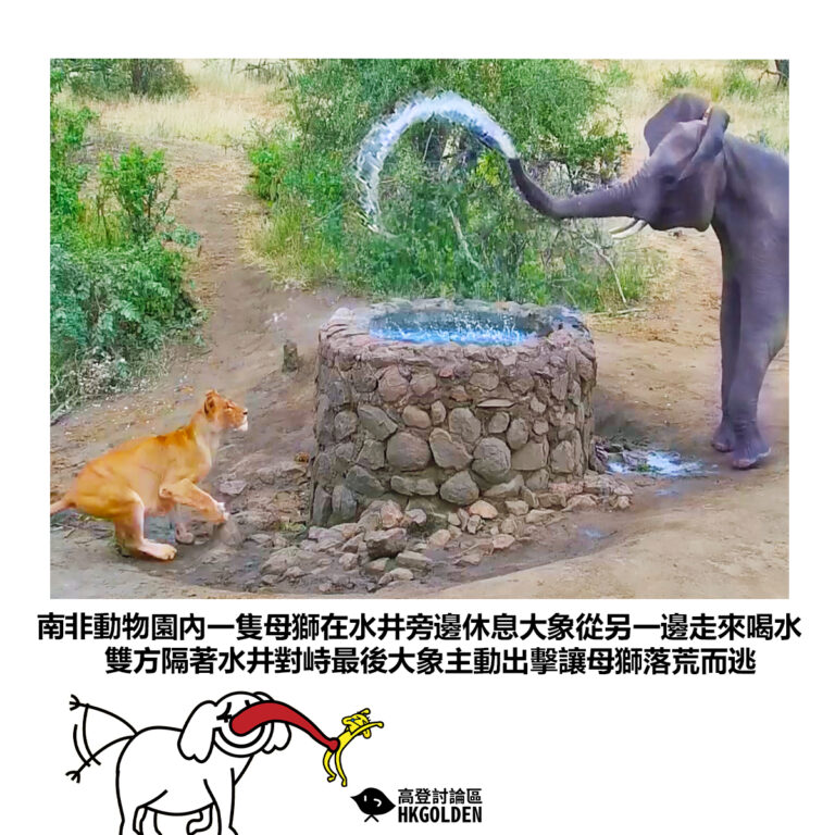 【南非動物園內一隻母獅在水井旁邊休息大象從另一邊走來喝水 雙方隔著水井對峙最後大象主動出擊讓母獅落荒而逃】