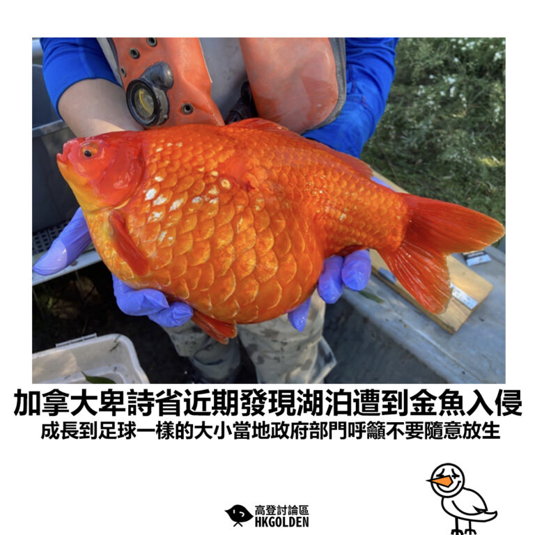 【加拿大卑詩省近期發現湖泊遭到金魚入侵  成長到足球一樣的大小當地政府部門呼籲不要隨意放生】