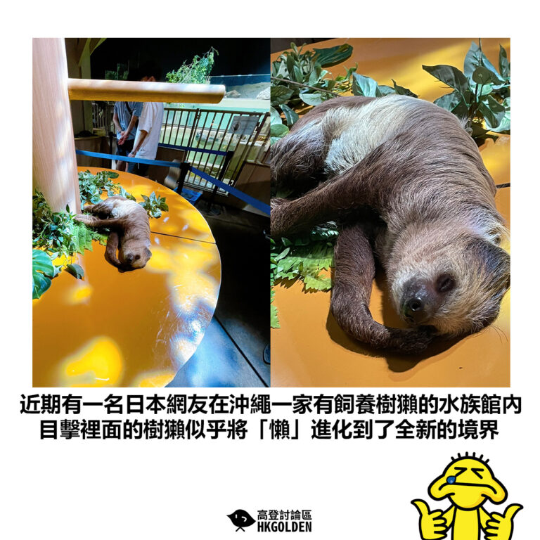 【近期有一名日本網友在沖繩一家有飼養樹獺的水族館內 目擊裡面的樹獺似乎將「懶」進化到了全新的境界】