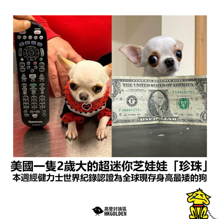 【美國一隻2歲大的超迷你芝娃娃「珍珠」 本週經健力士世界紀錄認證為全球現存身高最矮的狗】